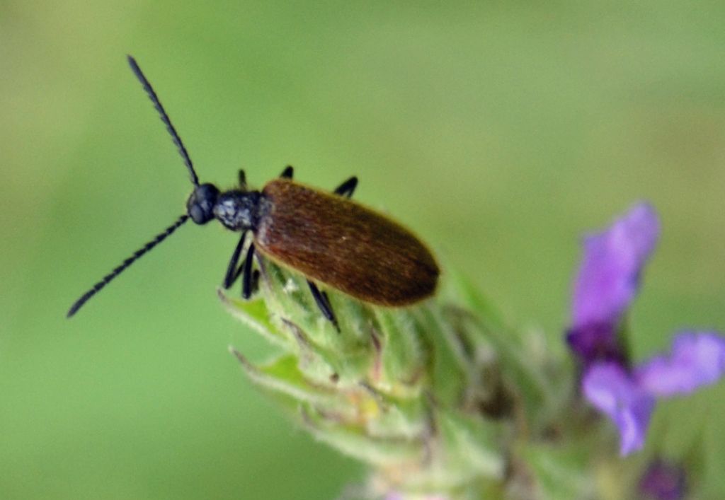 Coleottero da identificare: Lagria sp.